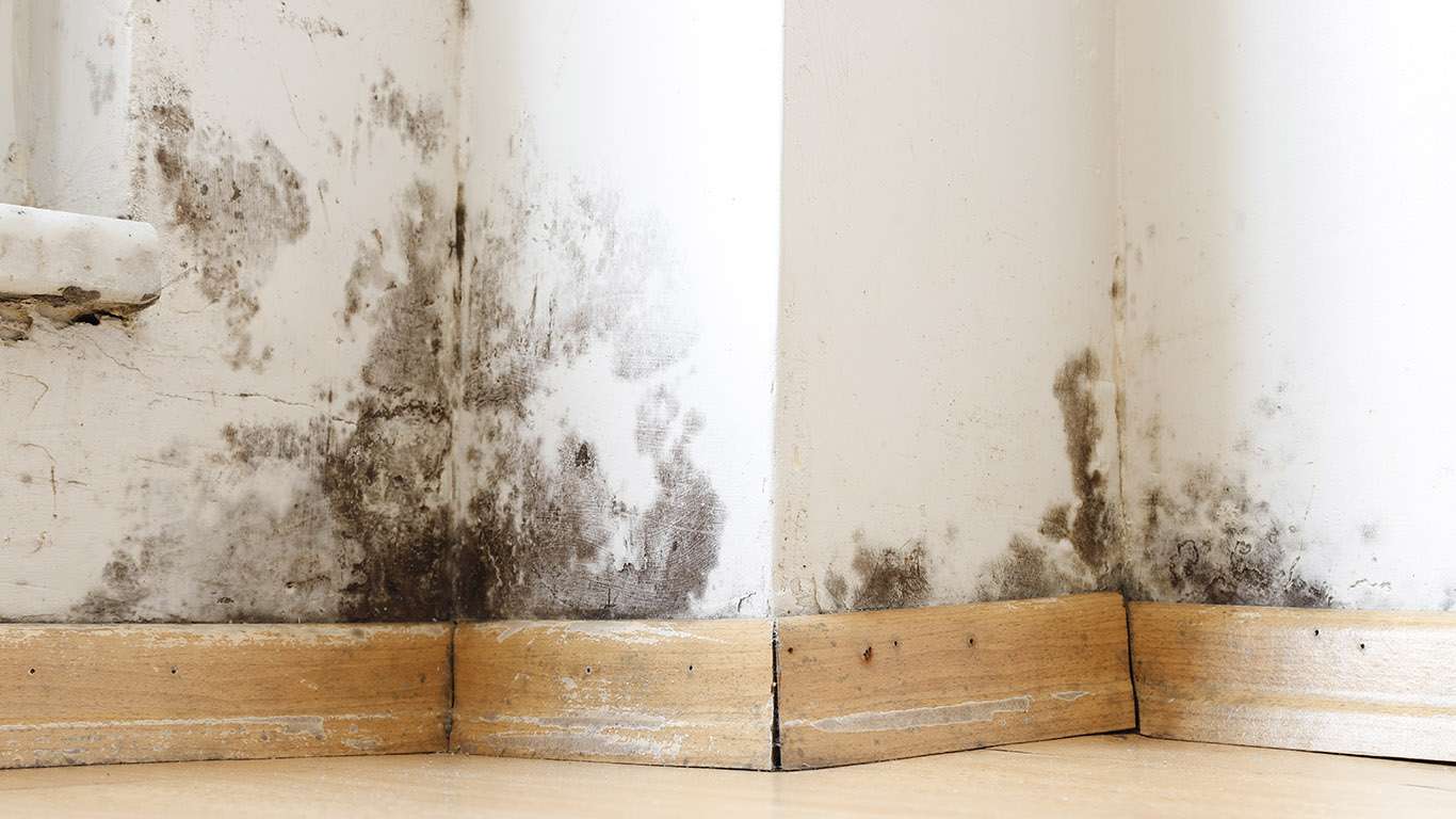 mold growth and identifying is mold a fungus