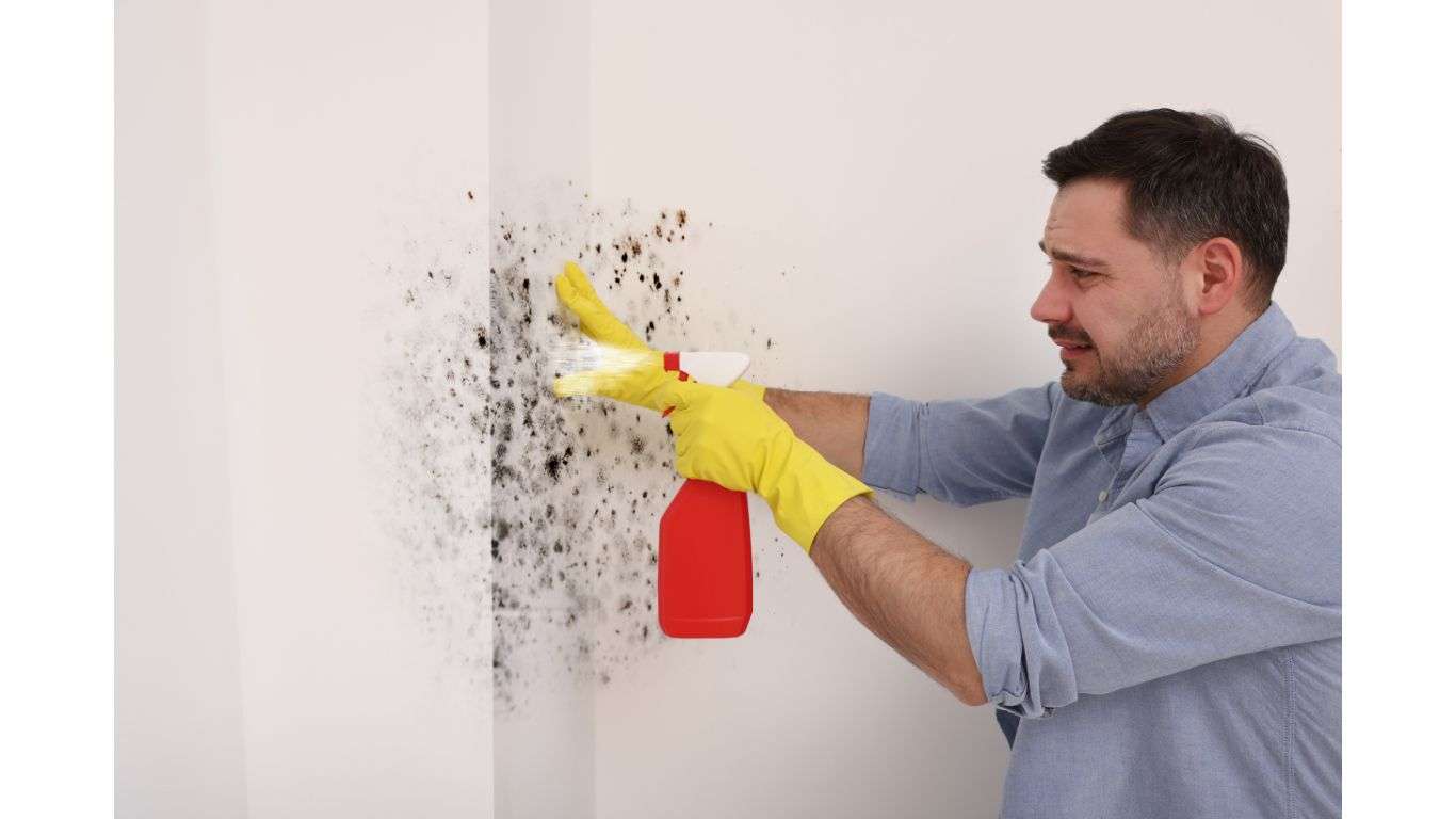 Mold Myths