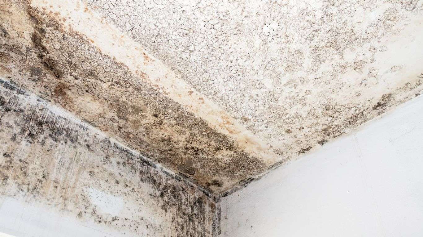 mold fungus ceiling wall