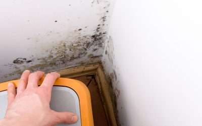 Mold Inspections That Help You Spot Sneaky Spots Before They Spread