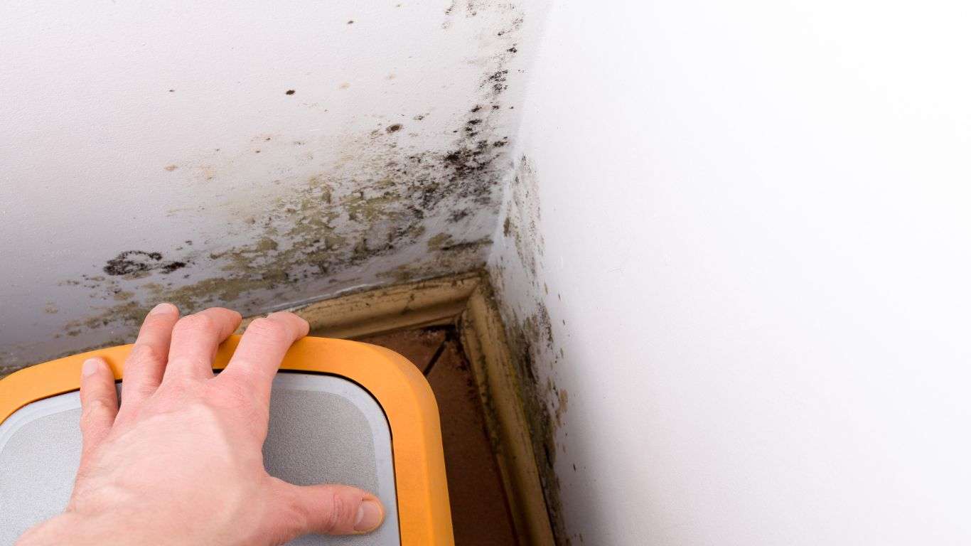 Mold inspections identifying hidden mold growth in ceiling corner before further damage spreads.