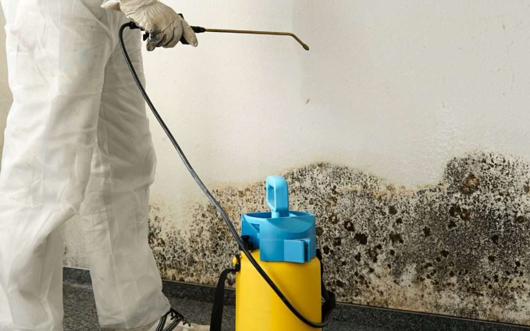 Mold Removal Johnson City Residents Trust for a Fresh Start