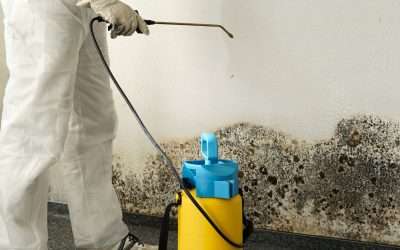 Mold Removal Johnson City Residents Trust for a Fresh Start